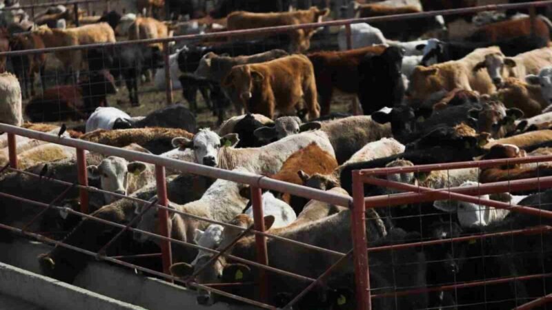 MÉXICO REFUERZA ESTRATEGIA CONTRA EL GUSANO BARRENADOR TRAS CONFIRMARSE CASO EN TEXAS