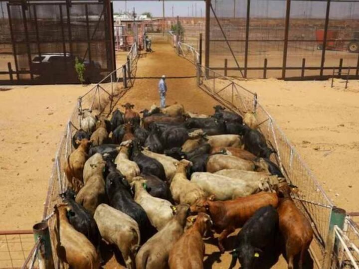 MÉXICO Y ESTADOS UNIDOS SUSPENDEN INTERCAMBIO DE ANIMALES POR GUSANO BARRENADOR