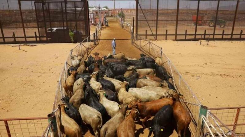 MÉXICO Y ESTADOS UNIDOS SUSPENDEN INTERCAMBIO DE ANIMALES POR GUSANO BARRENADOR