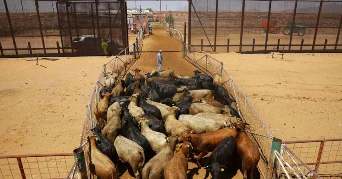 MÉXICO Y ESTADOS UNIDOS SUSPENDEN INTERCAMBIO DE ANIMALES POR GUSANO BARRENADOR