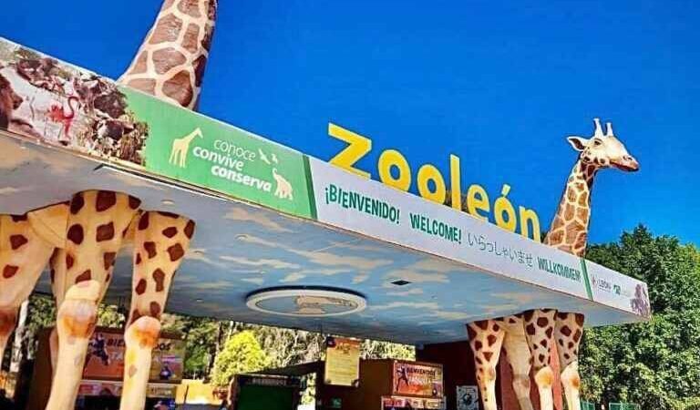 GUSANO BARRENADOR LLEGA A UN ZOOLÓGICO DE MÉXICO