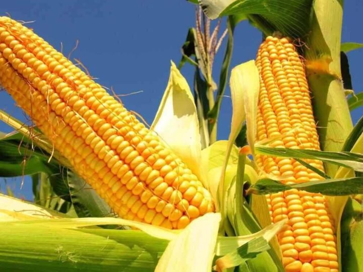 MÉXICO SERÁ EL QUINTO MERCADO CON MÁS DEMANDA DE MAÍZ Y PRINCIPAL IMPORTADOR EN 2035