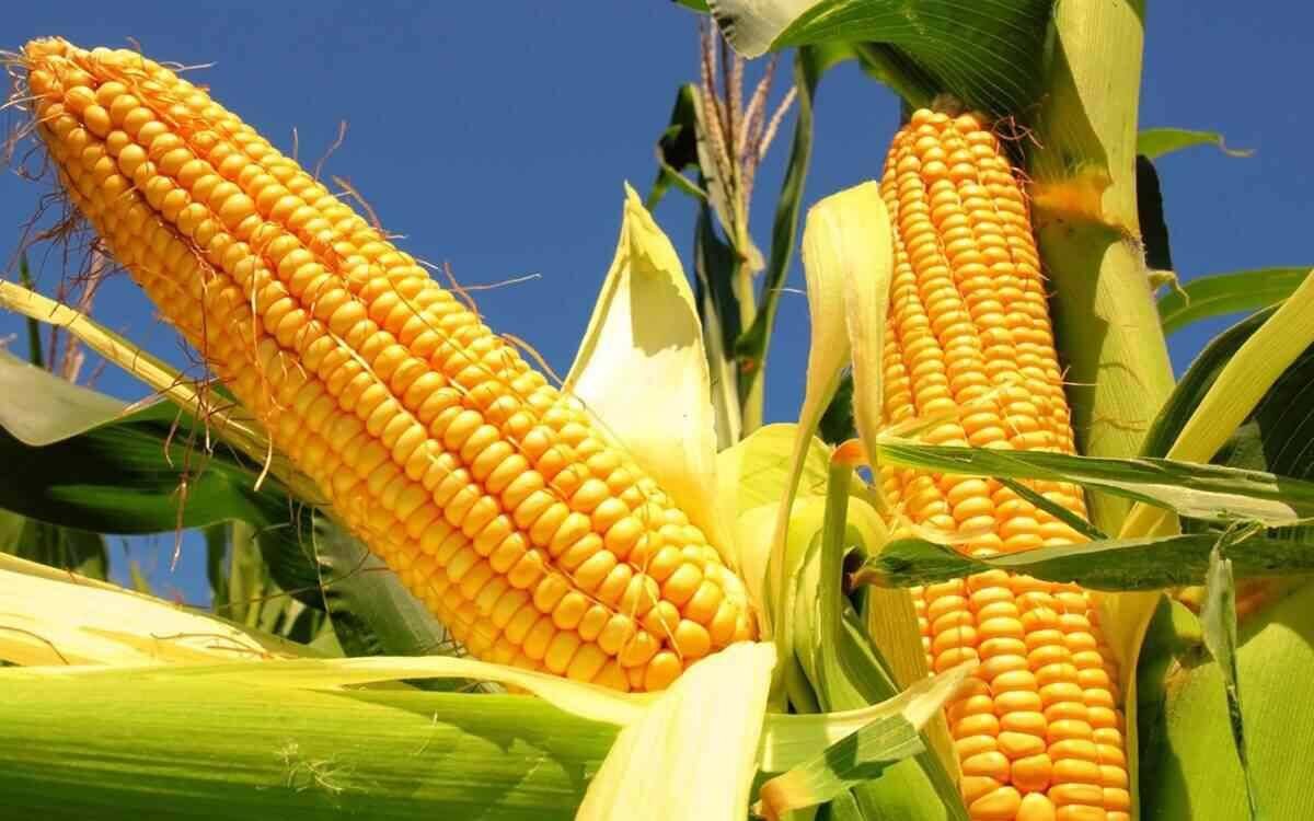 MÉXICO SERÁ EL QUINTO MERCADO CON MÁS DEMANDA DE MAÍZ Y PRINCIPAL IMPORTADOR EN 2035