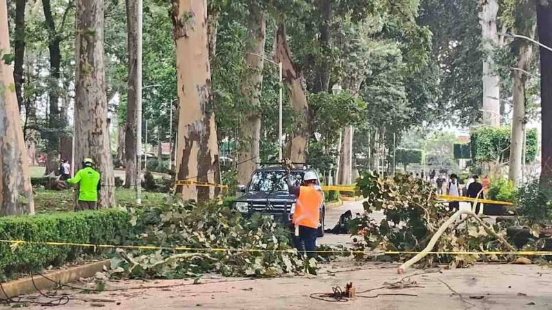 AMPLÍAN PROGRAMA DE PODA DE ÁRBOLES EN LA ALAMEDA DE HUATUSCO