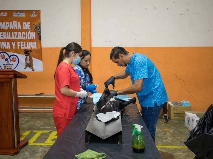 UN ÉXITO, CAMPAÑA DE ESTERILIZACIÓN EN COSCOMATEPEC