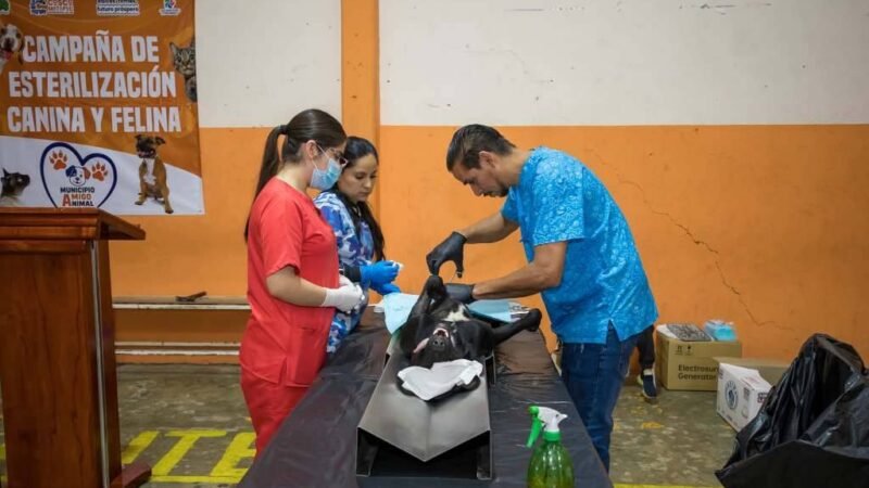 UN ÉXITO, CAMPAÑA DE ESTERILIZACIÓN EN COSCOMATEPEC