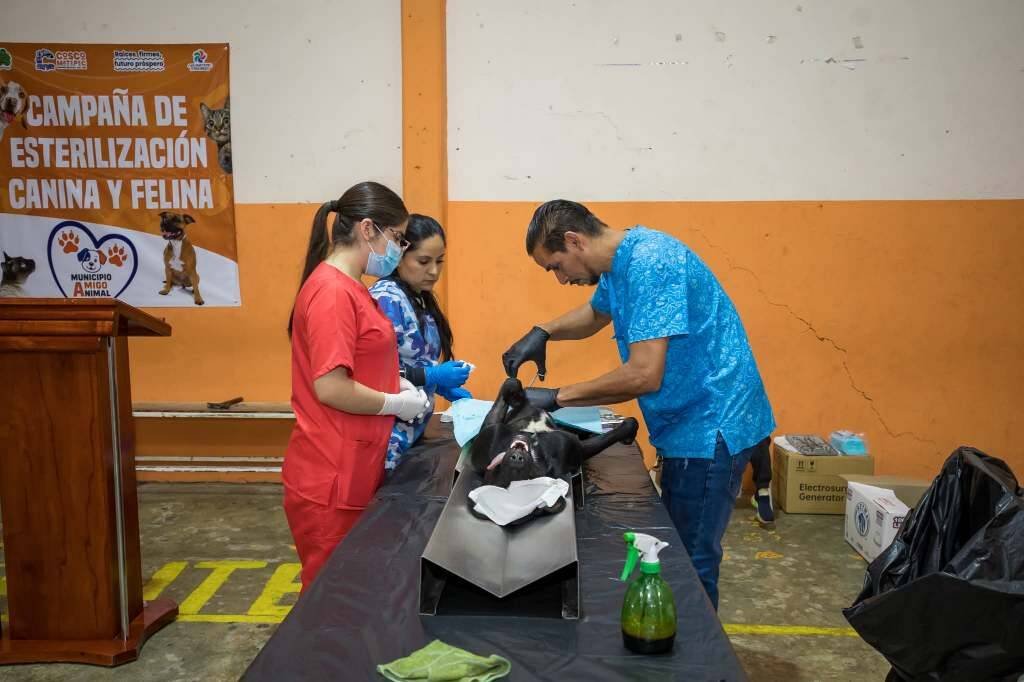 UN ÉXITO, CAMPAÑA DE ESTERILIZACIÓN EN COSCOMATEPEC