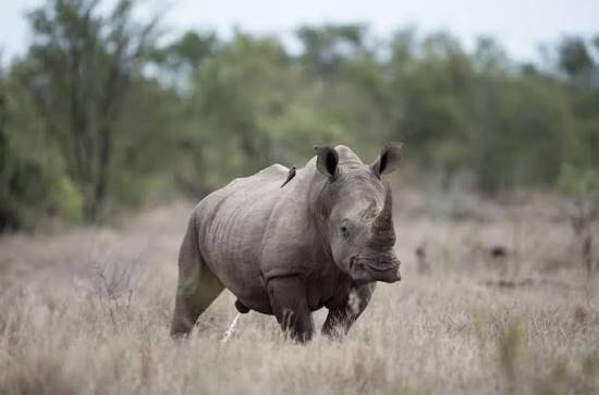 SUDÁFRICA PIERDE EL CASO PARA IMPEDIR LA EXPORTACIÓN DE CUERNOS DE RINOCERONTE