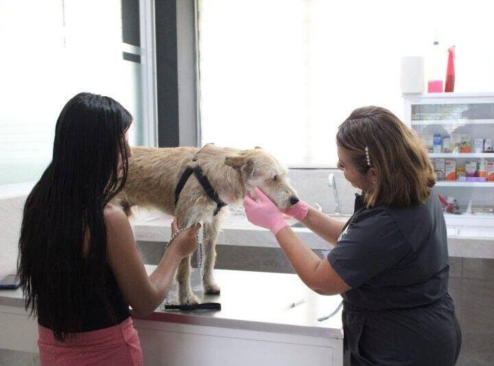 “MUÑECO” VENCE AL GUSANO BARRENADOR Y REGRESA SANO A CASA EN ORIZABA