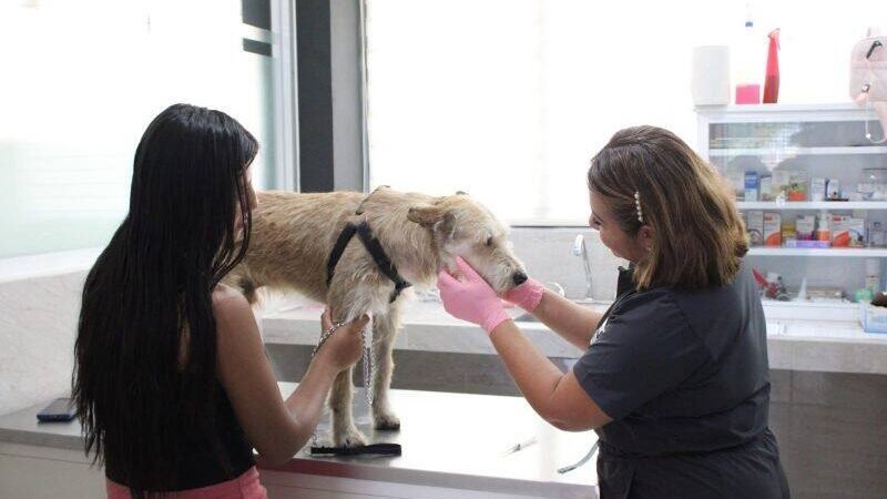 “MUÑECO” VENCE AL GUSANO BARRENADOR Y REGRESA SANO A CASA EN ORIZABA