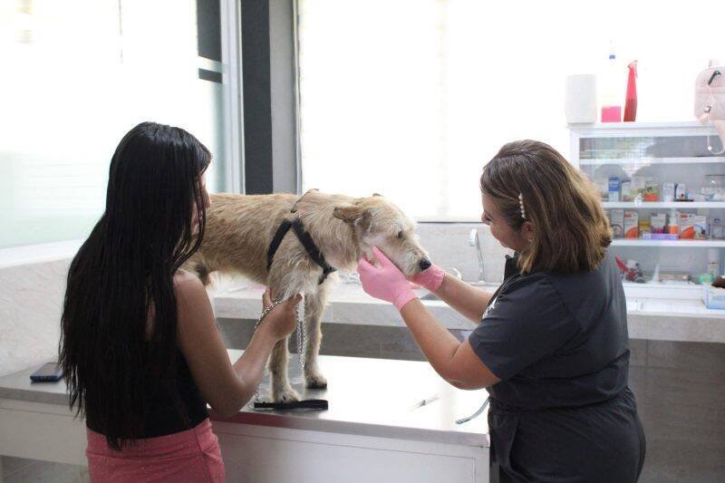 “MUÑECO” VENCE AL GUSANO BARRENADOR Y REGRESA SANO A CASA EN ORIZABA