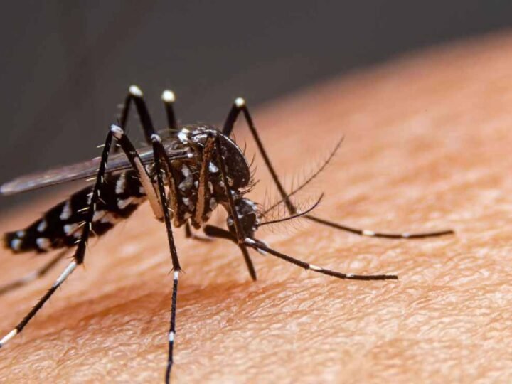 SE REPORTAN 7 MUERTES Y MÁS DE 3 MIL CASOS DE DENGUE EN MÉXICO