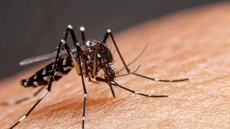 SE REPORTAN 7 MUERTES Y MÁS DE 3 MIL CASOS DE DENGUE EN MÉXICO