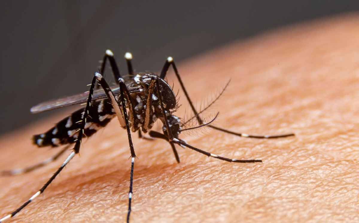SE REPORTAN 7 MUERTES Y MÁS DE 3 MIL CASOS DE DENGUE EN MÉXICO