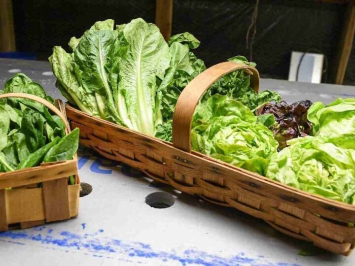 ALERTA SANITARIA: RETIRÁN LECHUGA POR BROTE DE CYCLOSPORA; PROVOCA “DIARREA EXPLOSIVA”