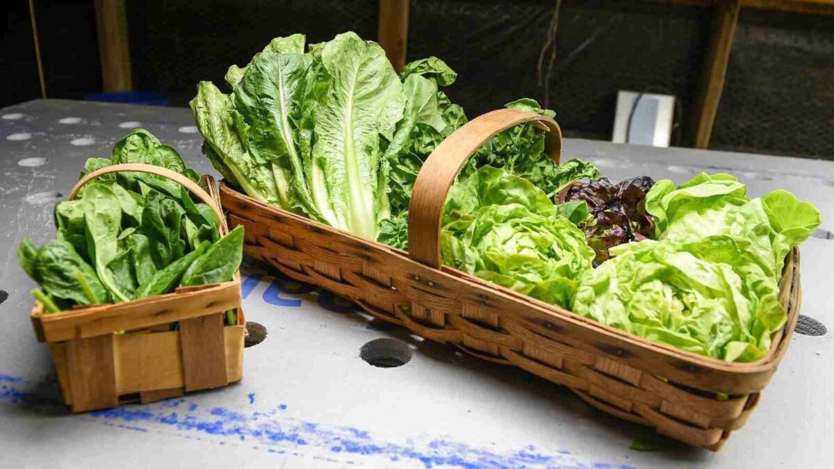ALERTA SANITARIA: RETIRÁN LECHUGA POR BROTE DE CYCLOSPORA; PROVOCA “DIARREA EXPLOSIVA”