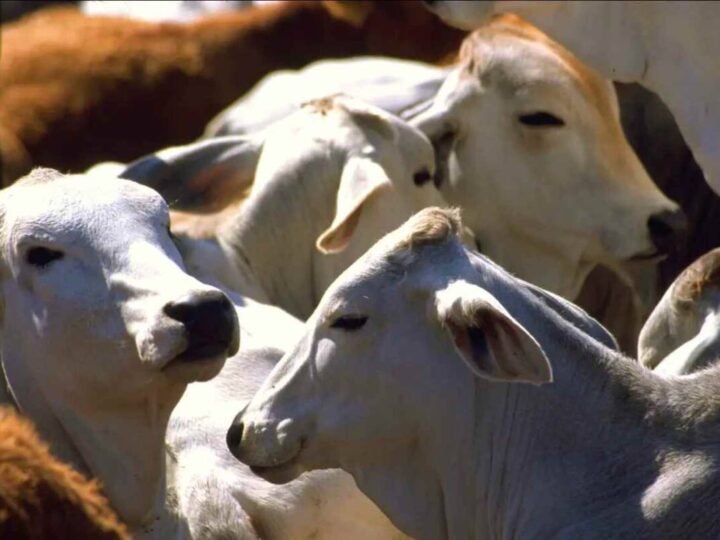 GUSANO BARRENADOR SE EXPANDE A 28 ESTADOS
