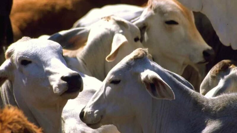 GUSANO BARRENADOR SE EXPANDE A 28 ESTADOS