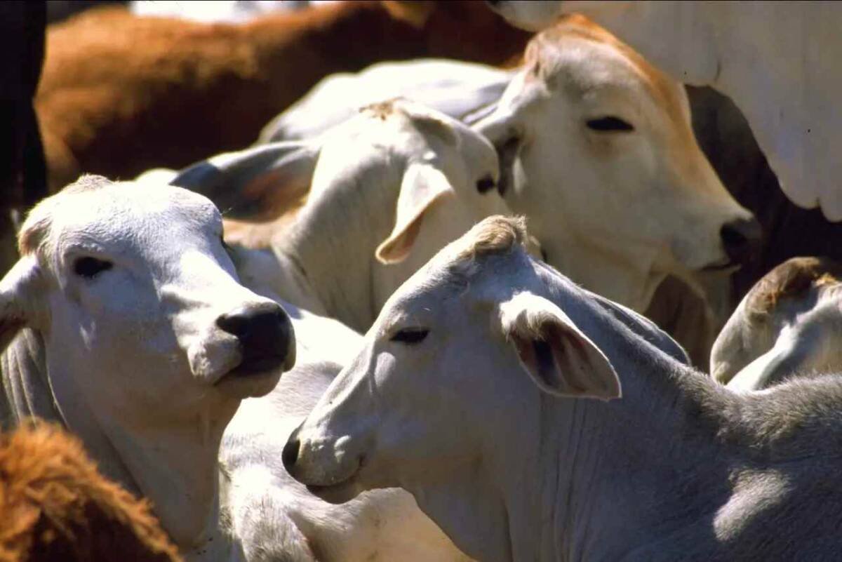 GUSANO BARRENADOR SE EXPANDE A 28 ESTADOS