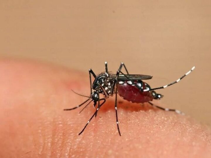 AUMENTAN CASOS DE DENGUE EN EL MÉXICO; SUMAN 7 MUERTES