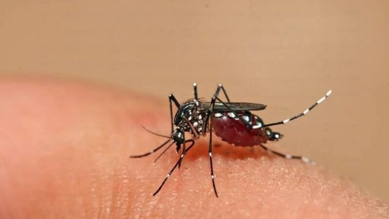 AUMENTAN CASOS DE DENGUE EN EL MÉXICO; SUMAN 7 MUERTES