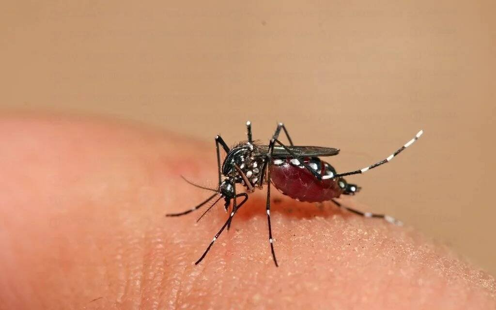 AUMENTAN CASOS DE DENGUE EN EL MÉXICO; SUMAN 7 MUERTES