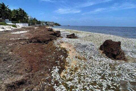 DETECTAN CIENTOS DE PECES MUERTOS: INDAGAN SARGAZO COMO POSIBLE CAUSA