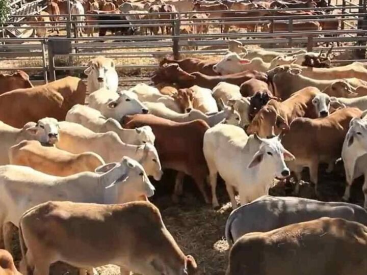 ESTADOS UNIDOS REANUDARÁ LA IMPORTACIÓN DE GANADO MEXICANO