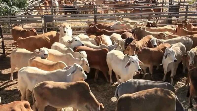 ESTADOS UNIDOS REANUDARÁ LA IMPORTACIÓN DE GANADO MEXICANO