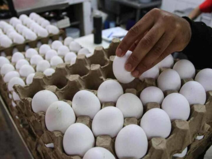 RETIRAN 1.5 MILLONES DE DOCENAS DE HUEVOS POR POSIBLE SALMONELA EN EU