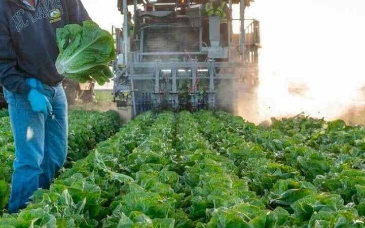 TRUMP AMENAZA CON IMPONER “ARANCEL” A LA LECHUGA MEXICANA
