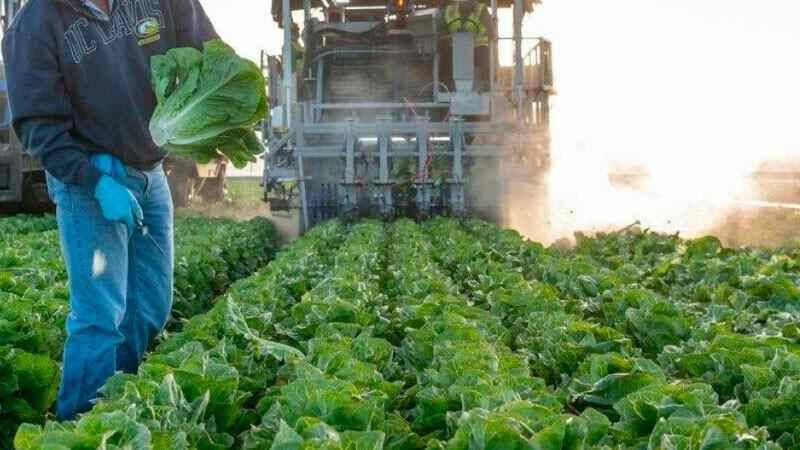 TRUMP AMENAZA CON IMPONER “ARANCEL” A LA LECHUGA MEXICANA