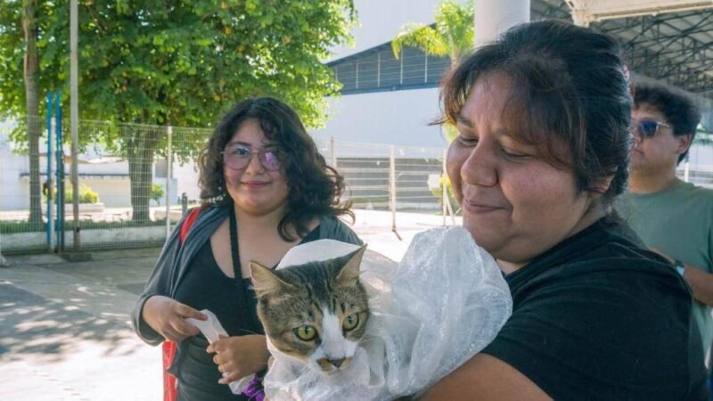 CÓRDOBA REALIZA LA PRIMERA JORNADA MASIVA DE ESTERILIZACIÓN CON LA OPERACIÓN MICHI