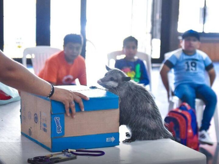 FOMENTAN PROTECCIÓN DE LOS ANIMALES EN ALPATLÁHUAC