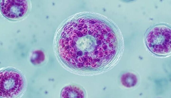 ESTADOS UNIDOS REGISTRA DOS PRIMERAS MUERTES POR BROTE DE CICLOSPORIASIS