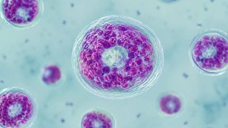ESTADOS UNIDOS REGISTRA DOS PRIMERAS MUERTES POR BROTE DE CICLOSPORIASIS