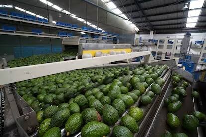 ESTADOS UNIDOS SUSPENDE EMBARQUE DE AGUACATE DE MICHOACÁN