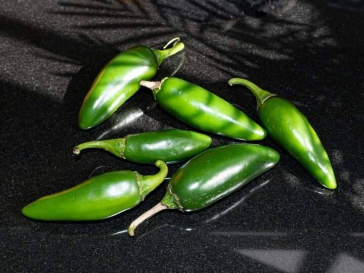 EU ADVIERTE DE BROTE DE SALMONELA POR JALAPEÑOS PROCEDENTES DE MÉXICO
