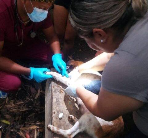 FORTALECEN VIGILANCIA POR CASOS DE GUSANO BARRENADOR