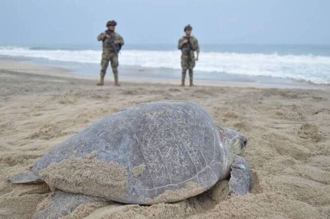 SEMAR Y PROFEPA RECUPERAN UNOS 10 MIL HUEVOS DE TORTUGA GOLFINA