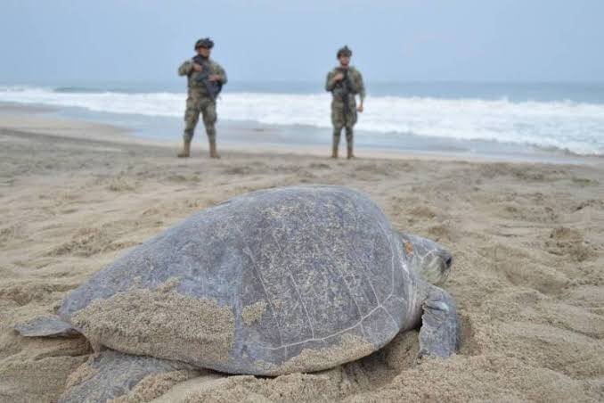SEMAR Y PROFEPA RECUPERAN UNOS 10 MIL HUEVOS DE TORTUGA GOLFINA