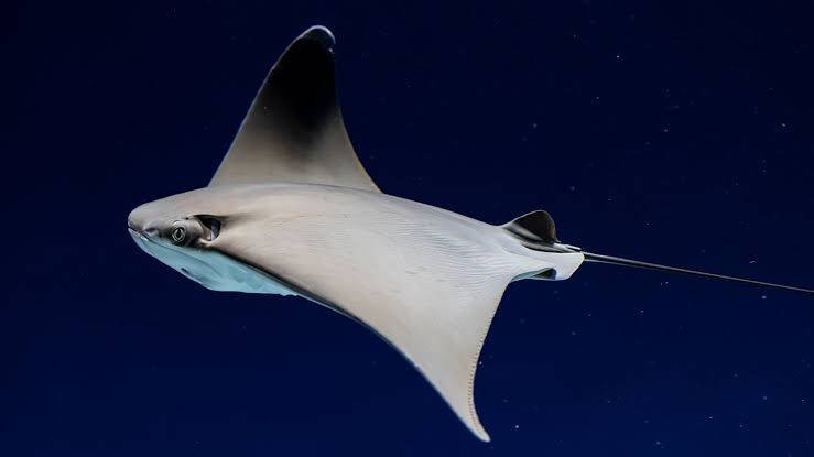 AUMENTAN PICADURAS DE MANTARRAYA EN PLAYAS MEXICANAS