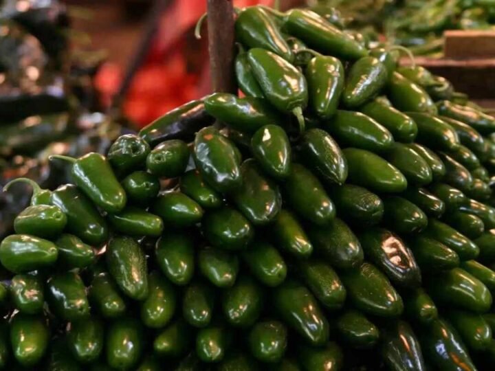 COFEPRIS DESCARTA PRESENCIA DE SALMONELLA EN EMPACADORA DE CHILE JALAPEÑO