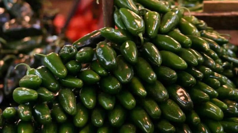 COFEPRIS DESCARTA PRESENCIA DE SALMONELLA EN EMPACADORA DE CHILE JALAPEÑO