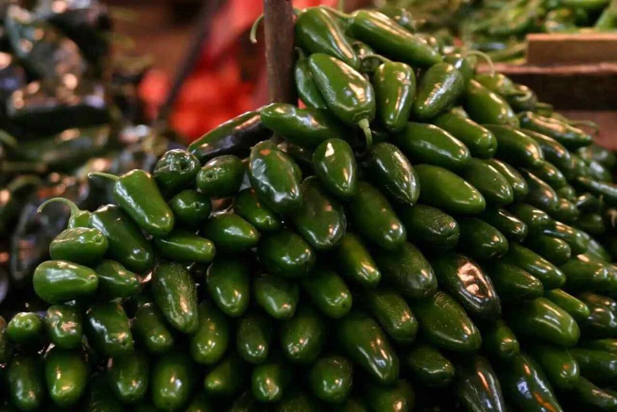 COFEPRIS DESCARTA PRESENCIA DE SALMONELLA EN EMPACADORA DE CHILE JALAPEÑO