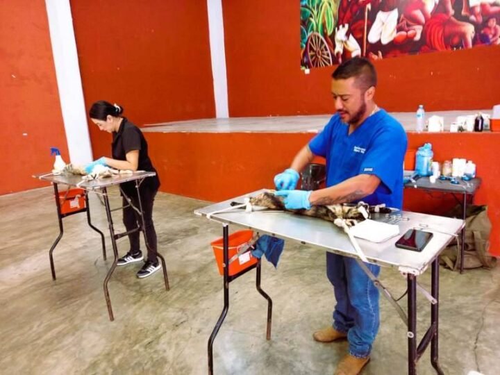 REALIZARÁN CAMPAÑAS DE ESTERILIZACIÓN EN COMUNIDADES DE YANGA