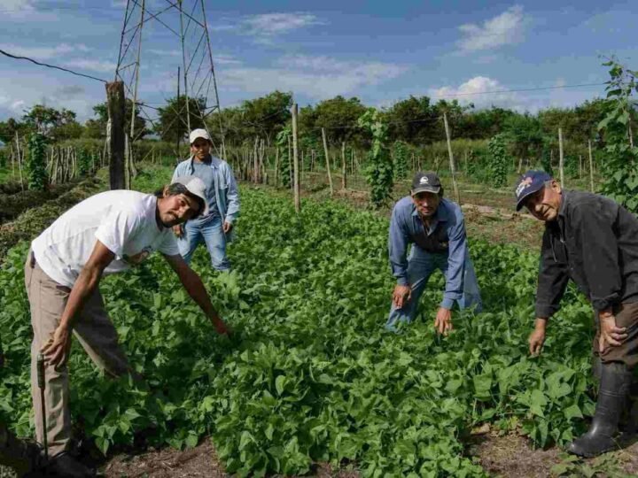 ORIZABA DA NOMBRE A NUEVA VARIEDAD DE FRIJOL NEGRO DESARROLLADA POR EL INIFAP