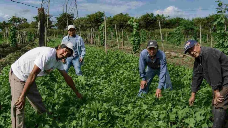 ORIZABA DA NOMBRE A NUEVA VARIEDAD DE FRIJOL NEGRO DESARROLLADA POR EL INIFAP