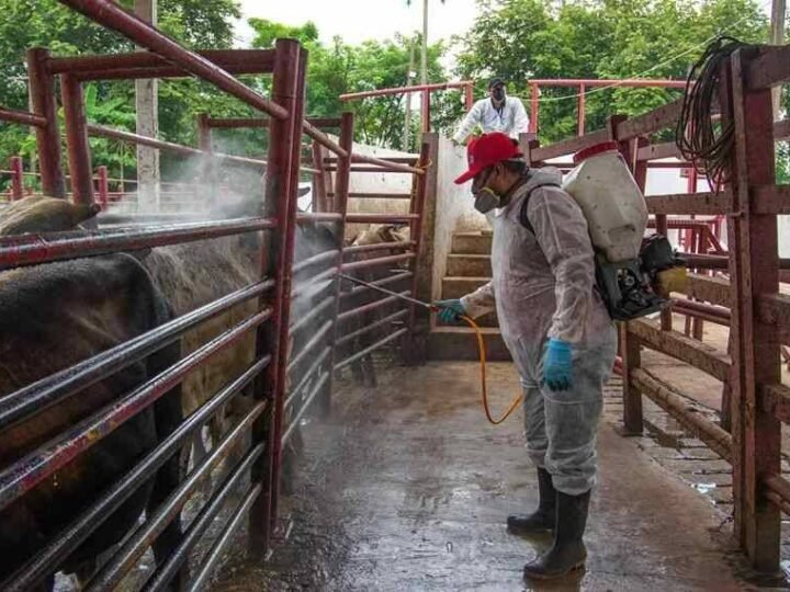 SOLO DOS ESTADOS DE MÉXICO ESTÁN LIBRES DE GUSANO BARRENADOR