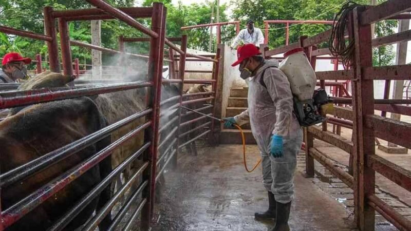 SOLO DOS ESTADOS DE MÉXICO ESTÁN LIBRES DE GUSANO BARRENADOR